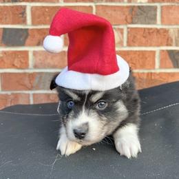 Rapunzel - Black and white female Pomsky puppy in Henderson, Kentucky from Paris Pomskies