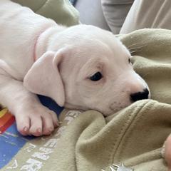 Pink - White female Dogo Argentino puppy in Bayview, Texas from Casa de la Bahia