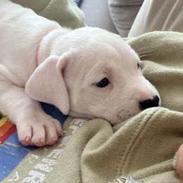 Pink - White female Dogo Argentino puppy in Bayview, Texas from Casa de la Bahia