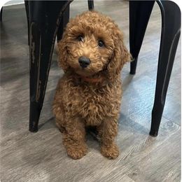 Cockapoo and Goldendoodle Puppies from Boutique Doodles