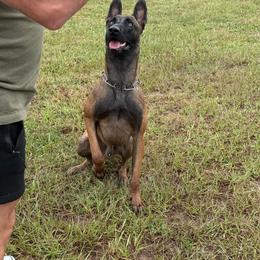 Bo - Belgian Malinois