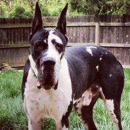 Great Danes from Karla's Great Danes