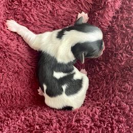 Biewer Terrier Puppies from Petit Bijou