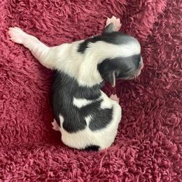 Biewer Terrier Puppies from Petit Bijou