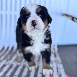 Elinor - Black rust and white female Bernese Mountain Dog puppy in Enterprise, Utah from High Desert Bernese