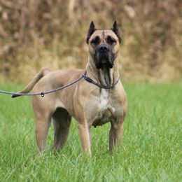 Cindy - Perro de Presa Canario