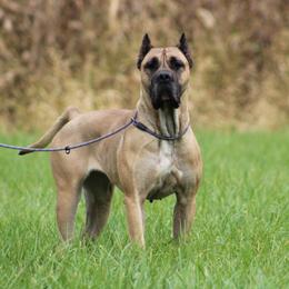 Cindy - Perro de Presa Canario