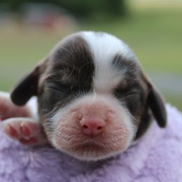 Martha - Brown white and tan female Cocker Spaniel puppy in Rebuck, Pennsylvania from Sweet Pups