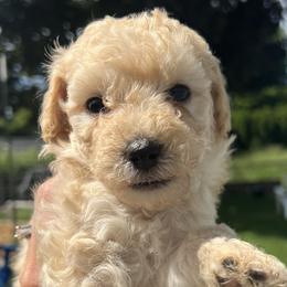 Girl 2 - Bernedoodle puppy in Sandy, Oregon from MC Doodles