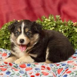 Foxy - Black tri-color female Australian Shepherd puppy in California from Eagle River Aussies