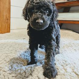 Ember - Black phantom female Aussiedoodle puppy in Yacolt, Washington from Aussiedoodles by Maggie