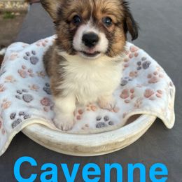 Pembroke Welsh Corgi Puppies from Mk’s Corgis