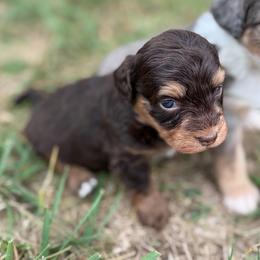Remi - Brown female Bernedoodle puppy in Warrensburg, Missouri from Dreamer Ridge Puppies