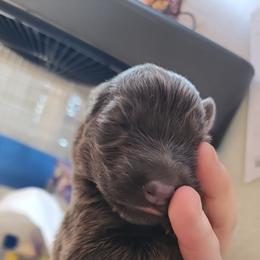 Eclipse - Blue male German Shepherd puppy in Chambers, Arizona from Devil-Dog Shepherds