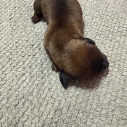 Girl 2 - Black and cream female Dachshund puppy in Surprise, Arizona from Mighty Little Dachshunds