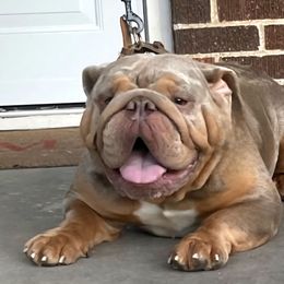 French Bulldog puppies from Moss Frenchie's Home