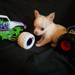 Puppy 1 - Cream and white male Chihuahua puppy in Springfield, Missouri from Casadelopez Tails