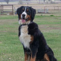 ELSA - Bernese Mountain Dog