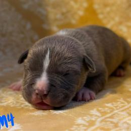 Boy 4 - male American Pit Bull Terrier puppy in Nine Mile Falls, Washington from Bartin Kennels