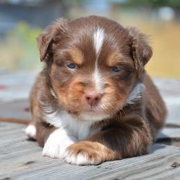 RTM-2 - Red tri-color male Miniature American Shepherd puppy in Baker City, Oregon from Back Country Aussies