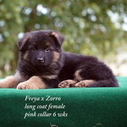 Zorro and Freya female - Black and red female German Shepherd puppy in Chrisney, Indiana from Indiana German Shepherds