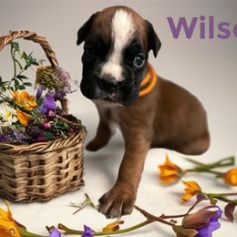 Girl 6 - female Boxer puppy in Salisbury, New Hampshire from Mountain View Boxers