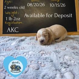 Hercules - Cream male Dachshund puppy in Hoquiam, Washington from Heyd's Mini Dachshunds