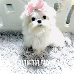 Maltese and Yorkshire Terrier Puppies from tatortot pup