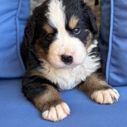 Tramp - Black rust and white male Bernese Mountain Dog puppy in Oregon City, Oregon from N.W. Mountain Retrievers