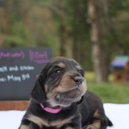 Lady (Pink collar) - Black and cream female Dachshund puppy in Prospect, Oregon from Spunky Sausage Pups