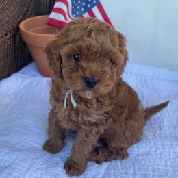 Tommy - Brown male Maltipoo puppy in South Jordan, Utah from Ollie-Pop Paws Breeding