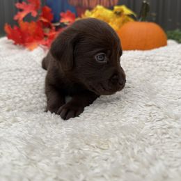 Girl 1 - Chocolate female Labrador Retriever puppy in Conroe, Texas from XOM Retrievers