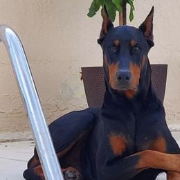 Doberman Pinschers from Mischief Maker Dobermans