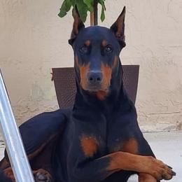 Doberman Pinschers from Mischief Maker Dobermans