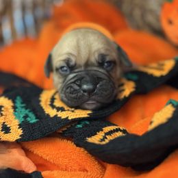 Orange - Fawn female Boxer puppy in Denver, Colorado from Yuni’s AKC Boxers