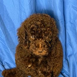Corlys - Brown male Poodle puppy in Atlanta, Georgia from Syren House Doodles & Poodles