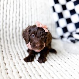 Ember - Chocolate female Goldendoodle puppy in Springville, Utah from Happy Doodle