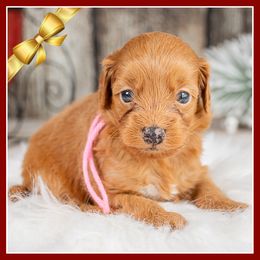 Rosie - Red female Cockapoo puppy in Connersville, Indiana from Deaz Doodle Ranch