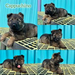 Cappuccino - Green boy - Sable male German Shepherd puppy in Oakley, California from Von Guadachi German Shepherds & Audacity Border Collies