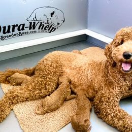 Goldendoodle and Poodle Puppies from The Henry Doodles