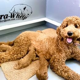 Goldendoodle and Poodle Puppies from The Henry Doodles