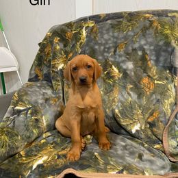 Girl 4 - Labrador Retriever puppy in North Carolina from Luvalab Kennels