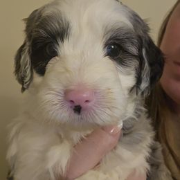 Maverick - Blue merle male Aussiedoodle puppy in Galena, Illinois from Perry's doodles