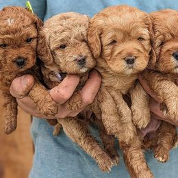Labradoodles from Copper Mini Labradoodles