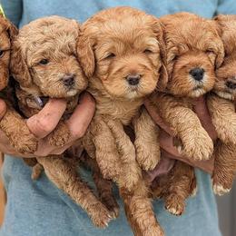 Labradoodles from Copper Mini Labradoodles