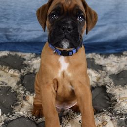 Boxer Puppies from Cadogans Boxers
