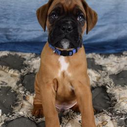 Boxer Puppies from Cadogans Boxers