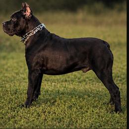 Gucci - Cane Corso