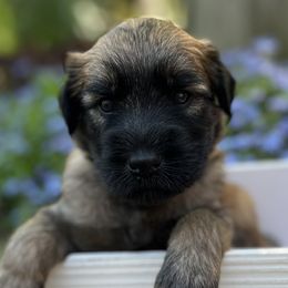 Boy 4 - Soft Coated Wheaten Terrier puppy in Newark, Ohio from Valleydayle Doodles and Wheatens