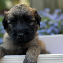 Boy 4 - Soft Coated Wheaten Terrier puppy in Newark, Ohio from Valleydayle Doodles and Wheatens